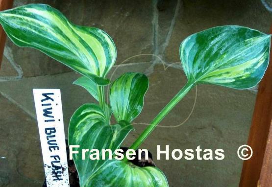 Hosta Kiwi Blue Flash